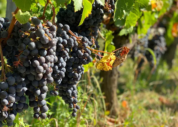 Bed & Breakfast Domaine Chez Les Rois *